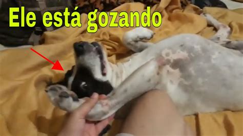 Gozando Forte Na Buceta Da Cachorra